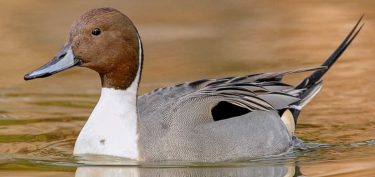 Motto northern pintail