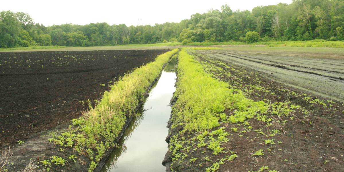 Mucky Marsh project site