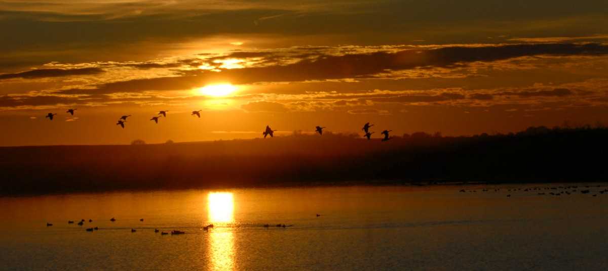Ducks flying over water