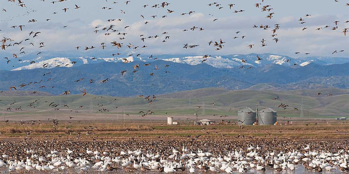 Birds flying in the sky