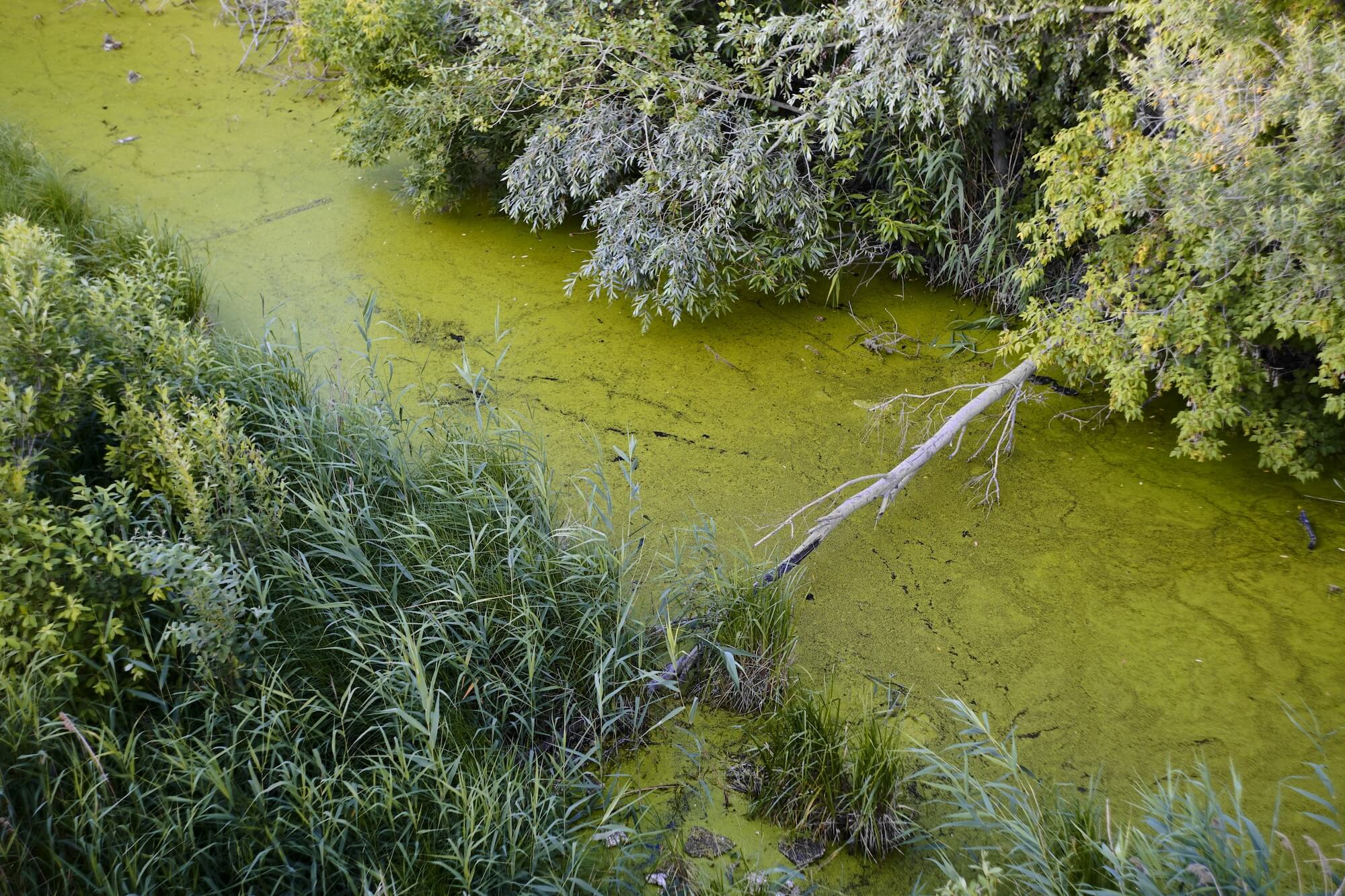 polluted-stream.jpg