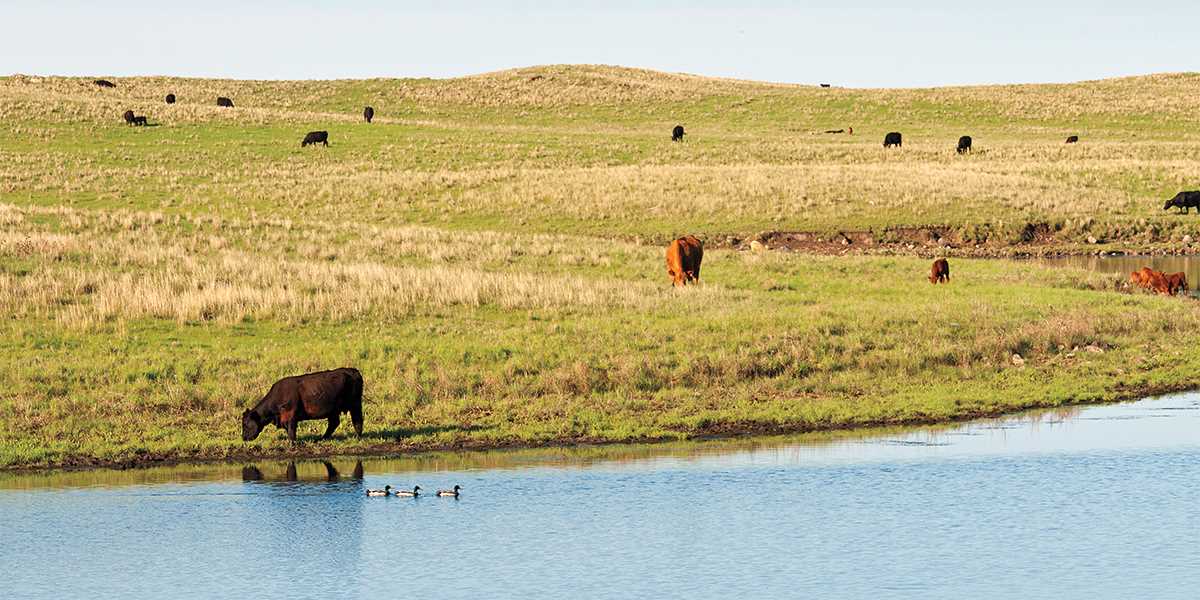 animals on land