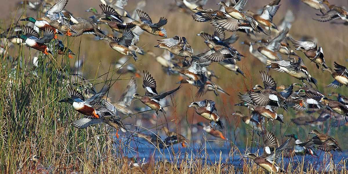 Large group of ducks flight
