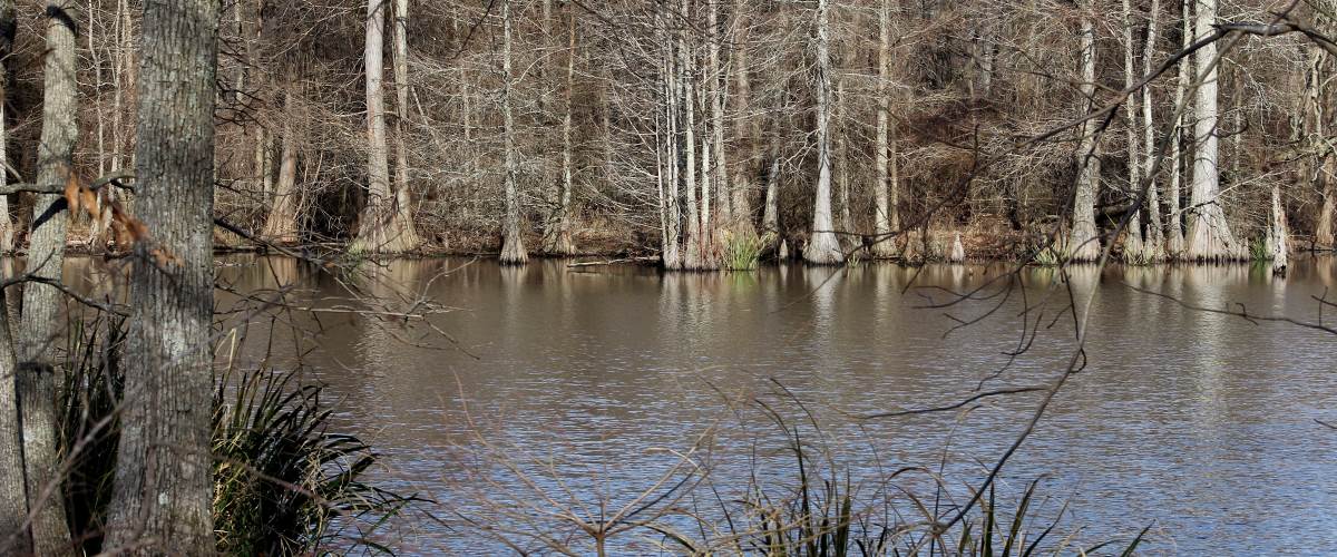Flowing water and trees