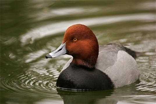 Redhead duck swimming