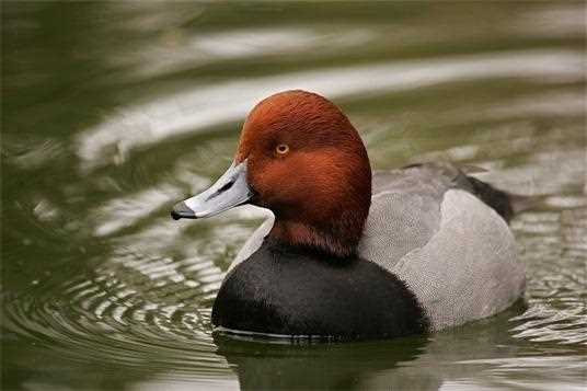 Redhead duck swimming