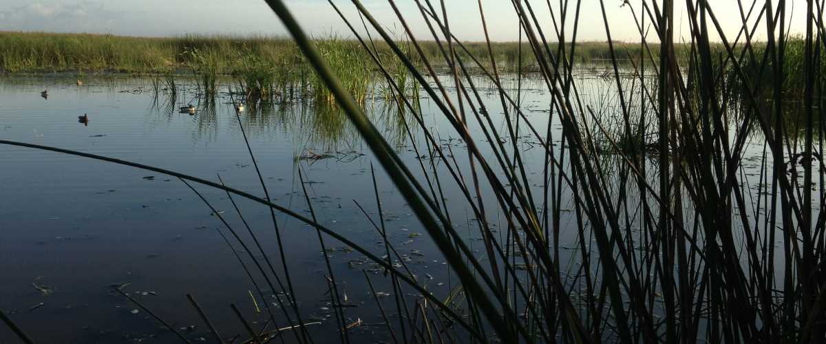 Marsh and wetlands