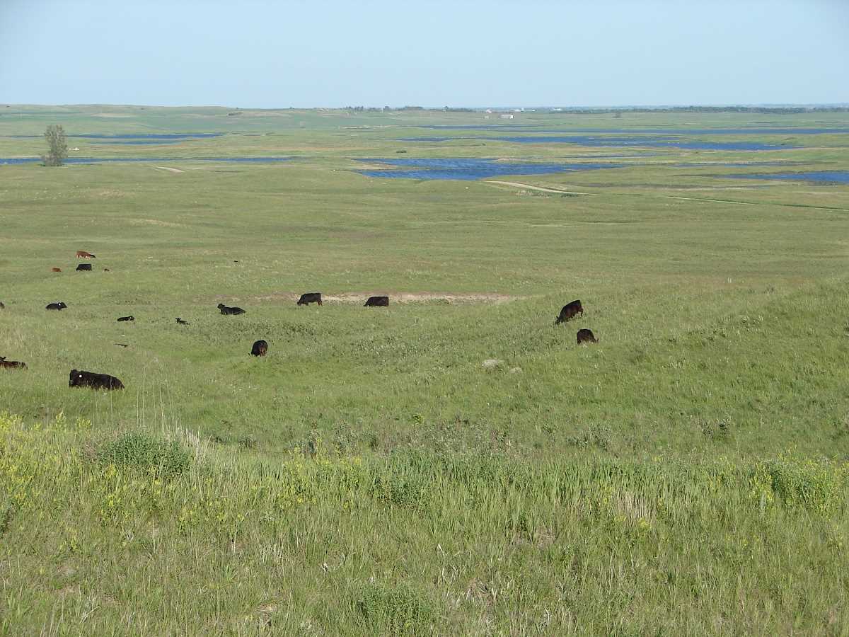 Cows in pasture