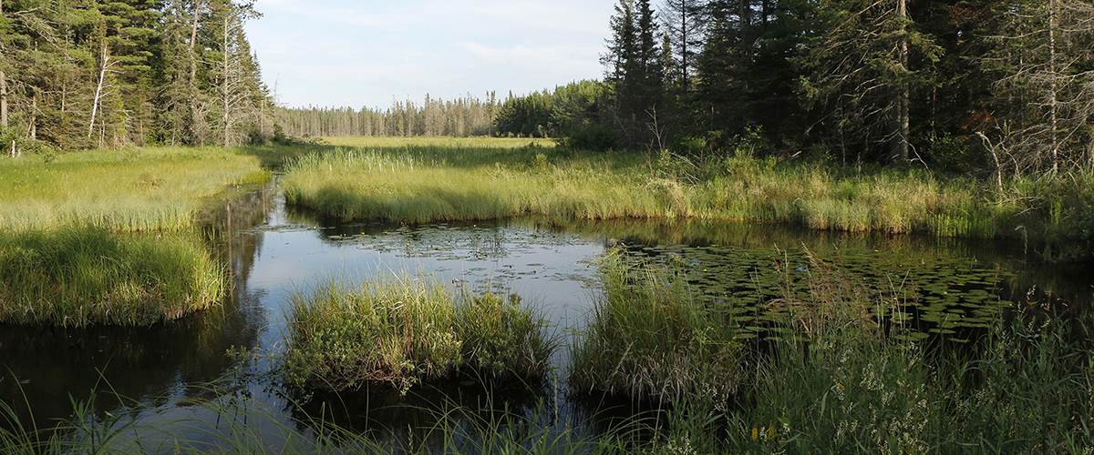 Grassland, wetland, and Lilli pads