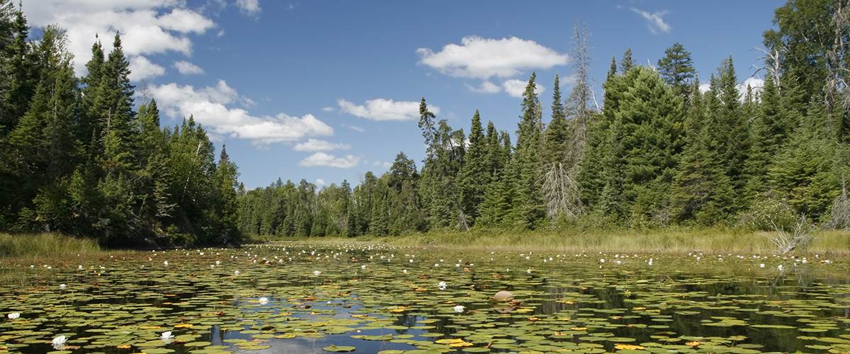 Wetland ecosystems