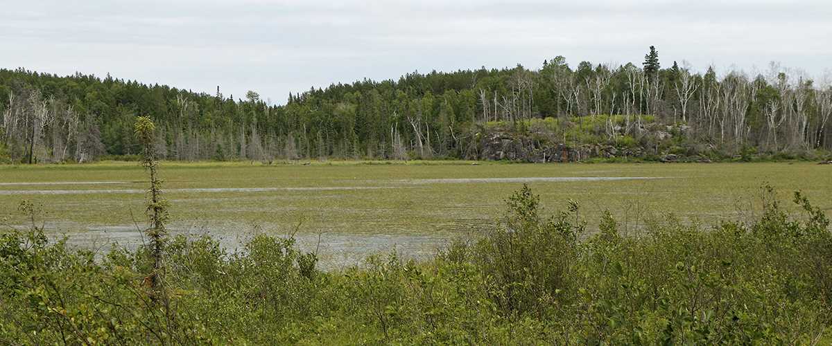 Nature image