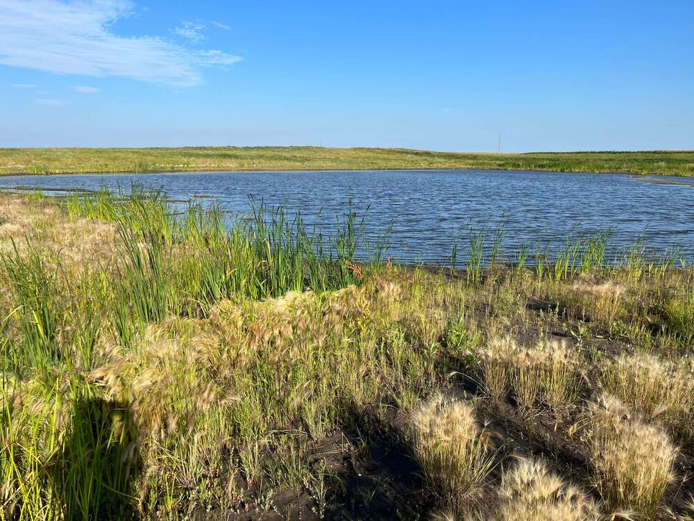 Image for Mitigation bank conserves wetlands