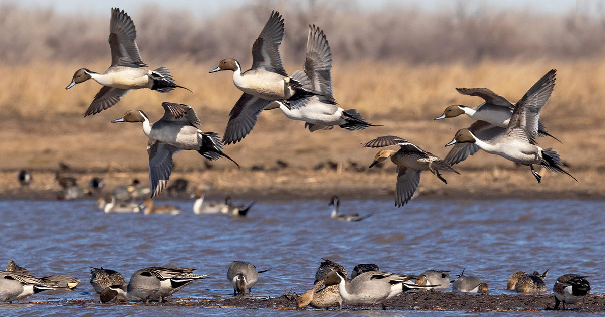 Ducks Unlimited's 2025 Annual Report
