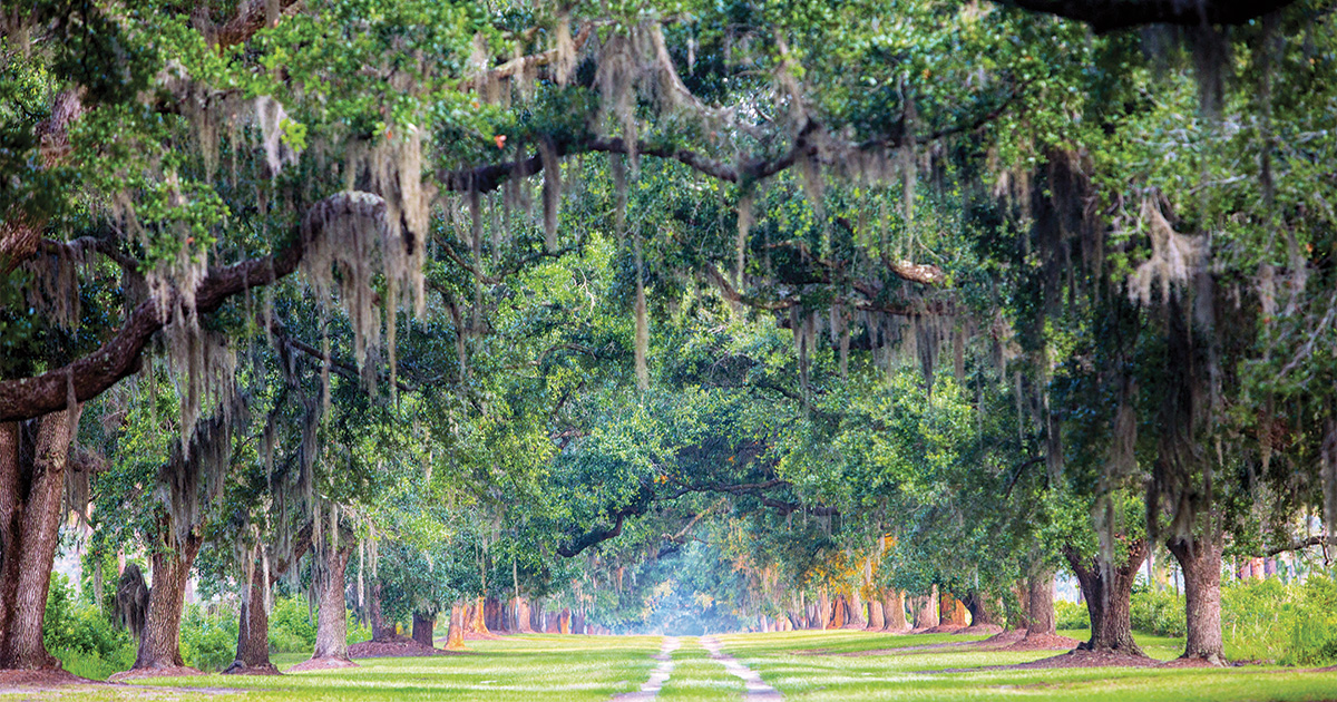 A Lowcountry Legacy