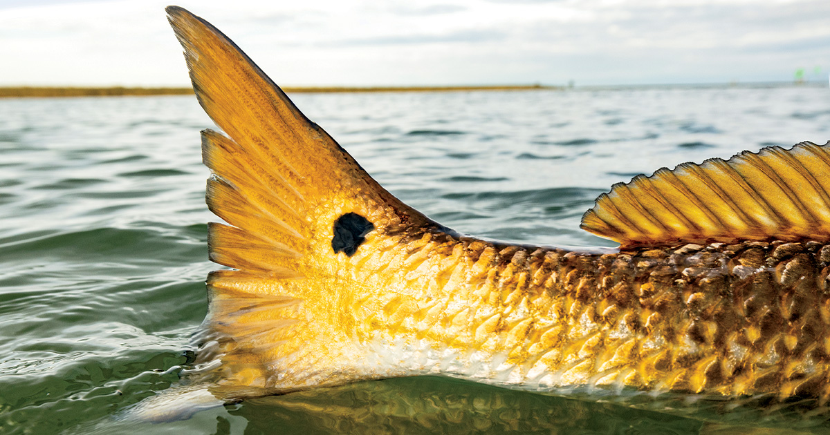 A Lowcountry Legacy