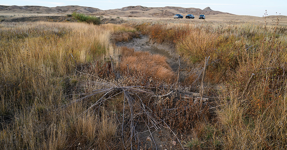 Beaver dam-like structure. Photo by Bill Buckley
