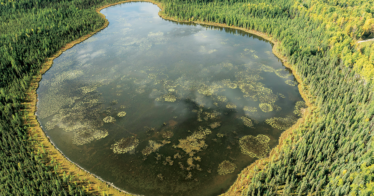 Image for Big Success in the Boreal Forest