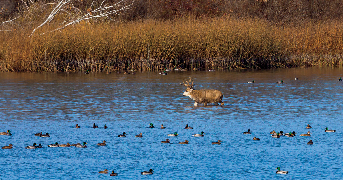 The Birth of Wildlife Conservation