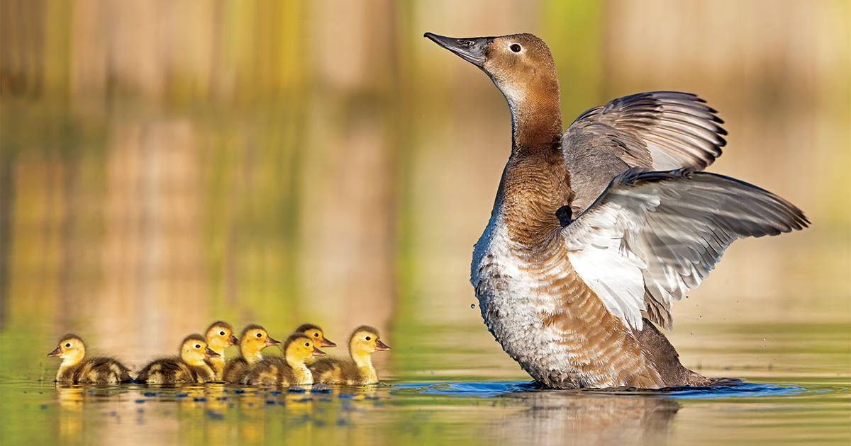 Conservation: Spatial Intelligence