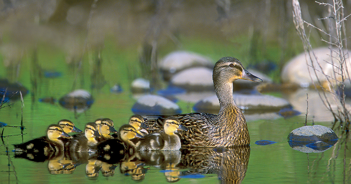 Ducks Unlimited Celebrates 85 Years of Conservation - Gun Dog