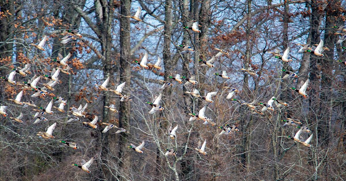 Ducks and A Lot More