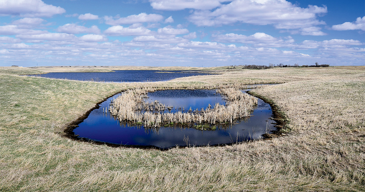 Field Reports: 2026 Duck Production Outlook