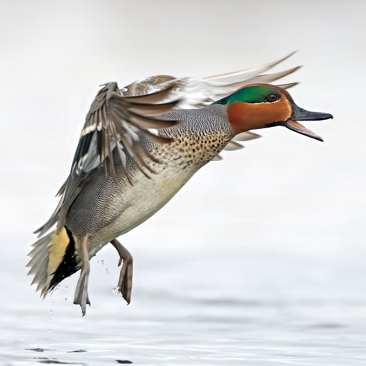 Highways In The Sky: The North American Flyways