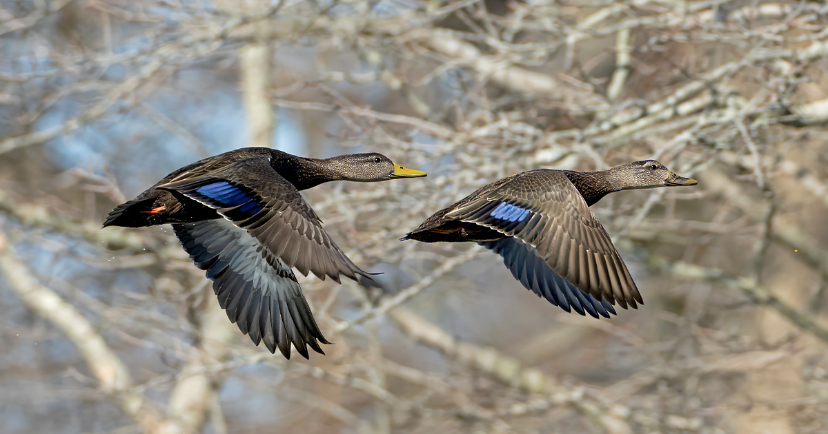 Highways In The Sky: The North American Flyways