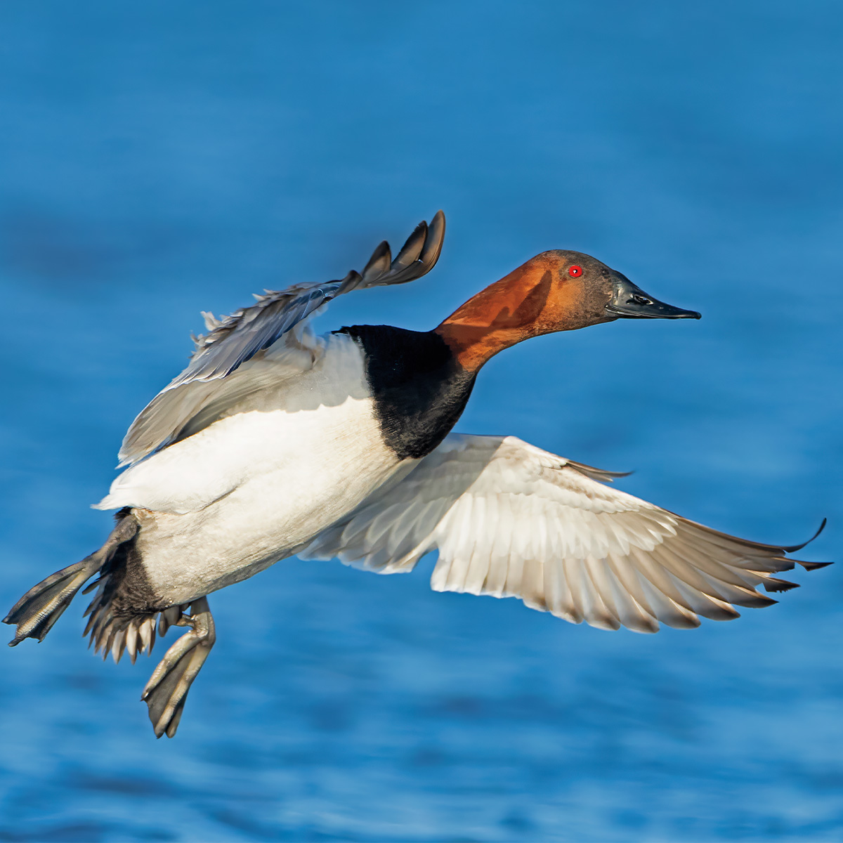 Highways In The Sky: The North American Flyways