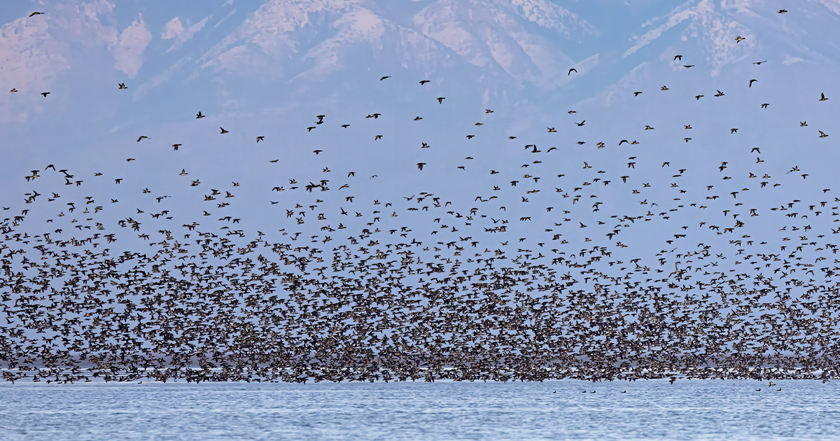 Highways In The Sky: The North American Flyways