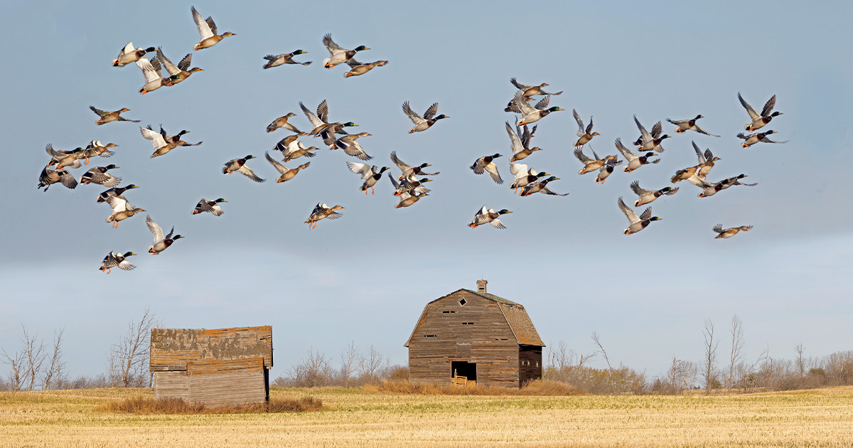 Highways In The Sky: The North American Flyways