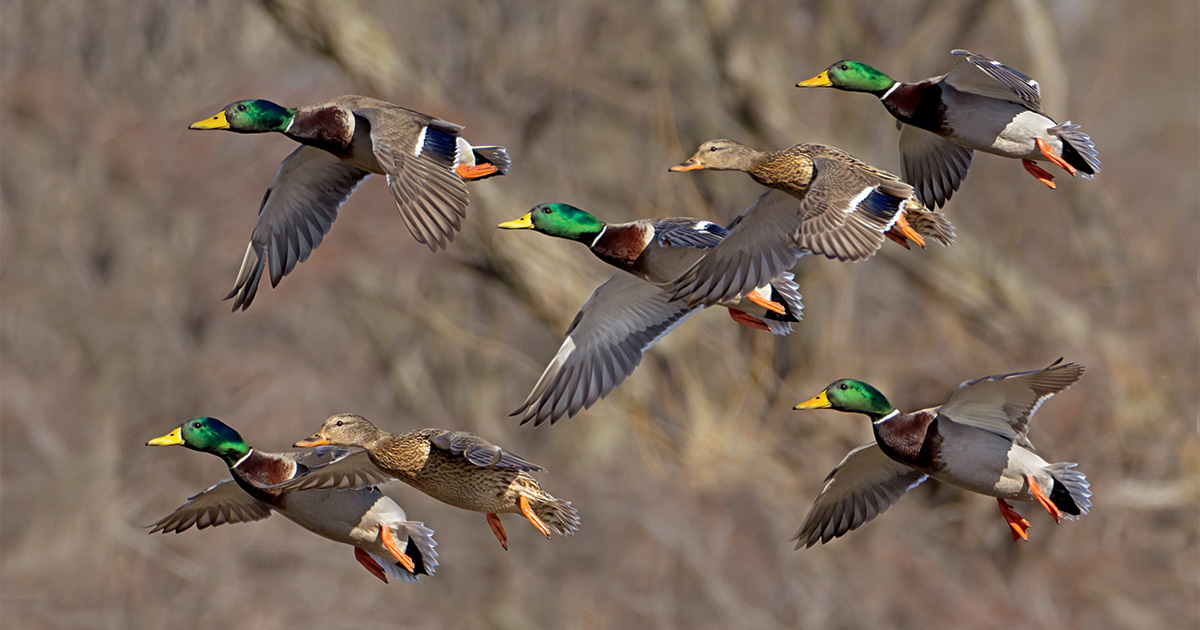 Highways In The Sky: The North American Flyways