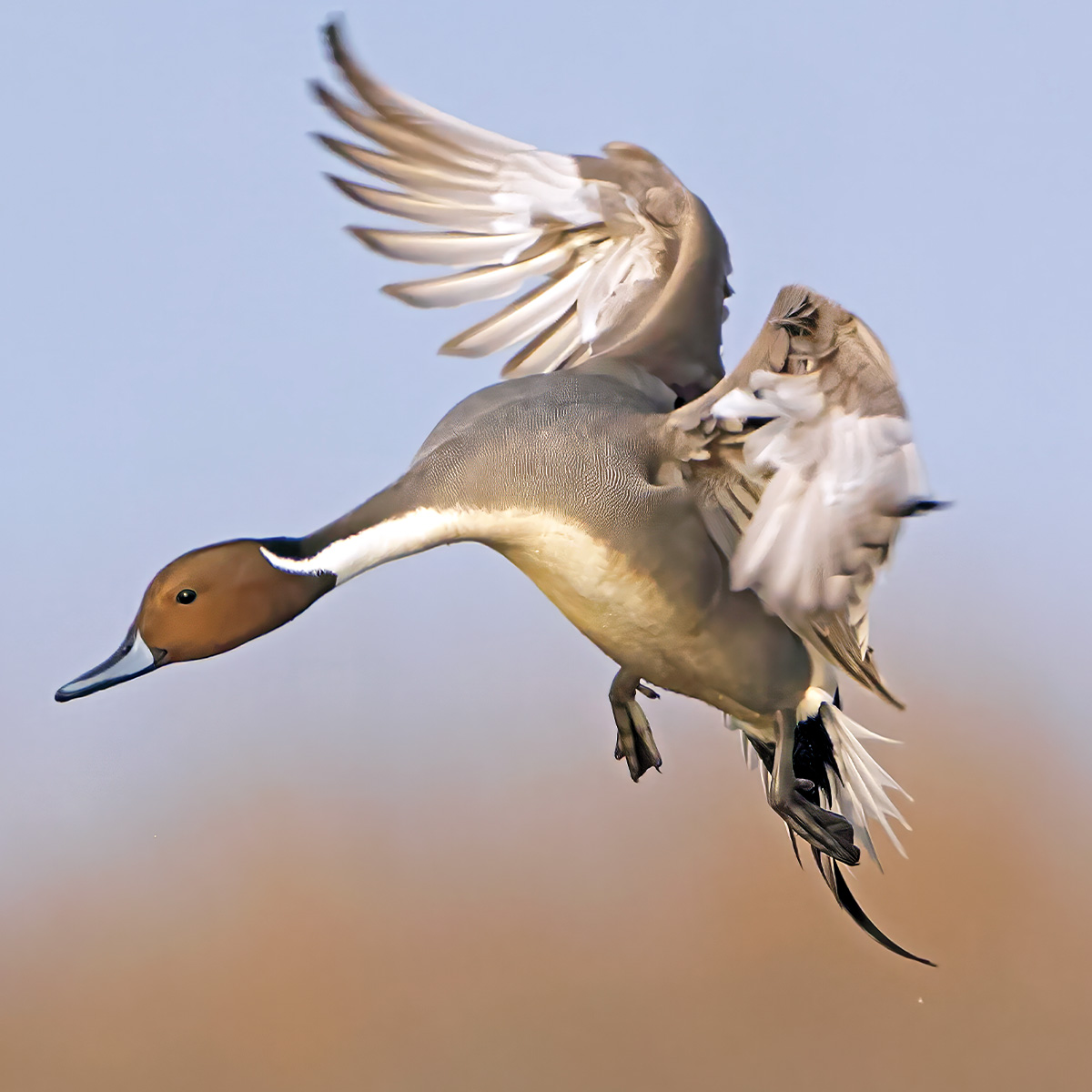Highways In The Sky: The North American Flyways