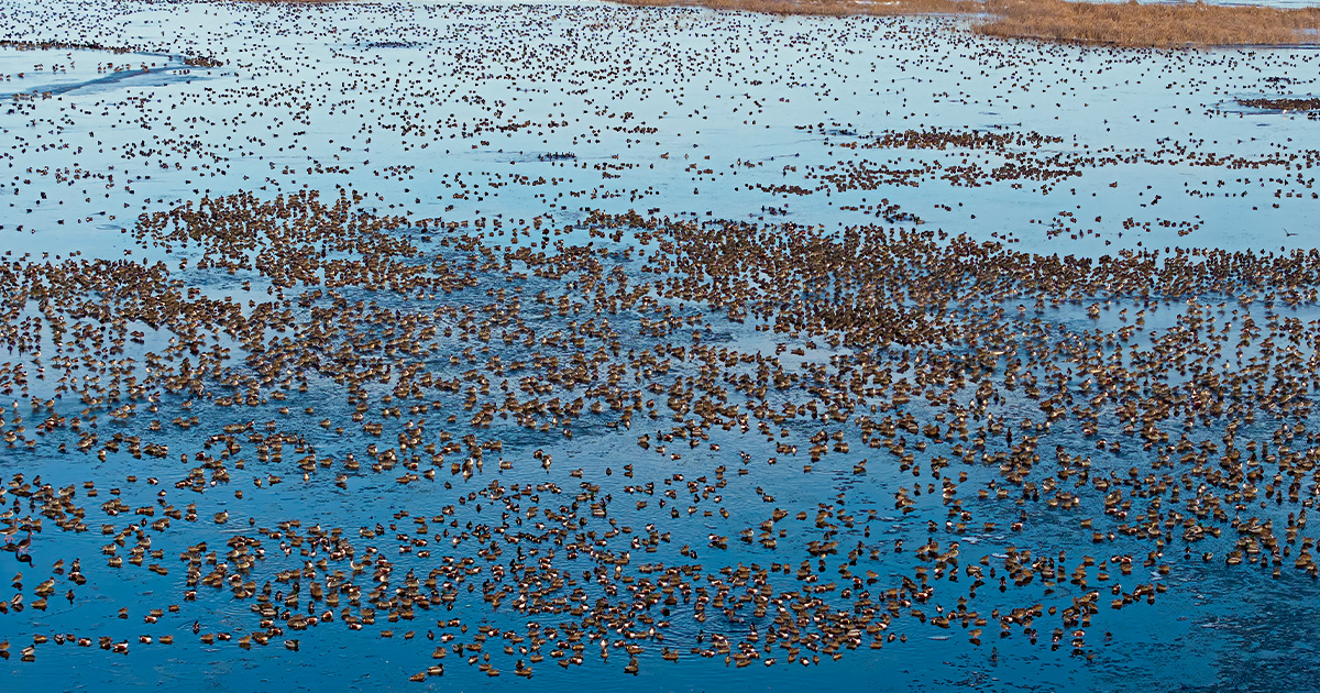 Highways In The Sky: The North American Flyways