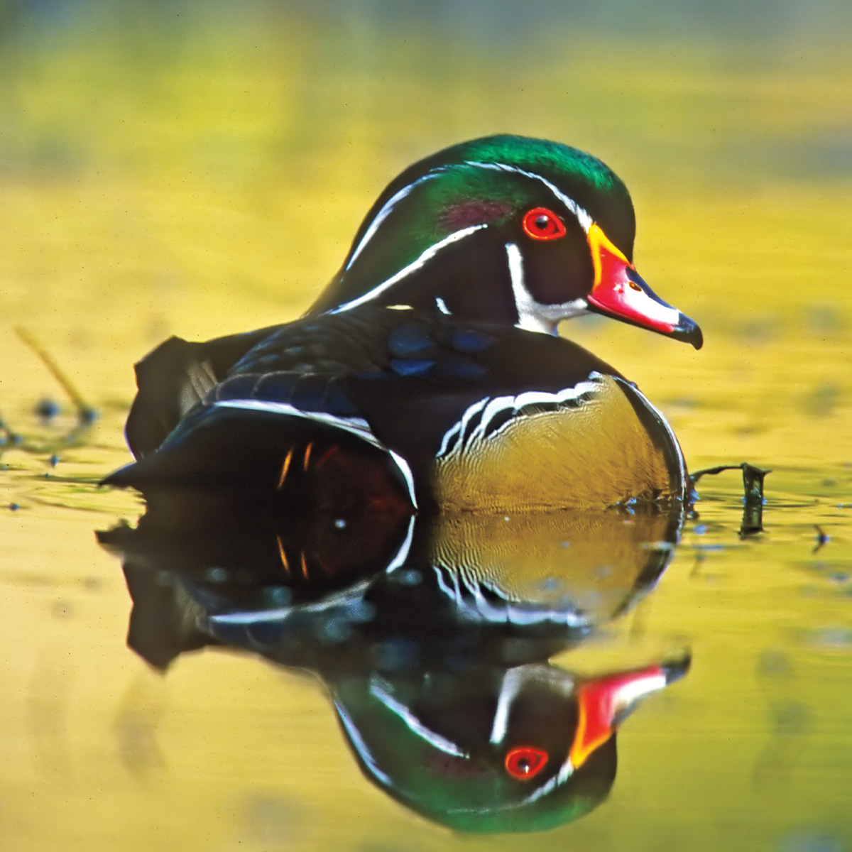 Highways In The Sky: The North American Flyways