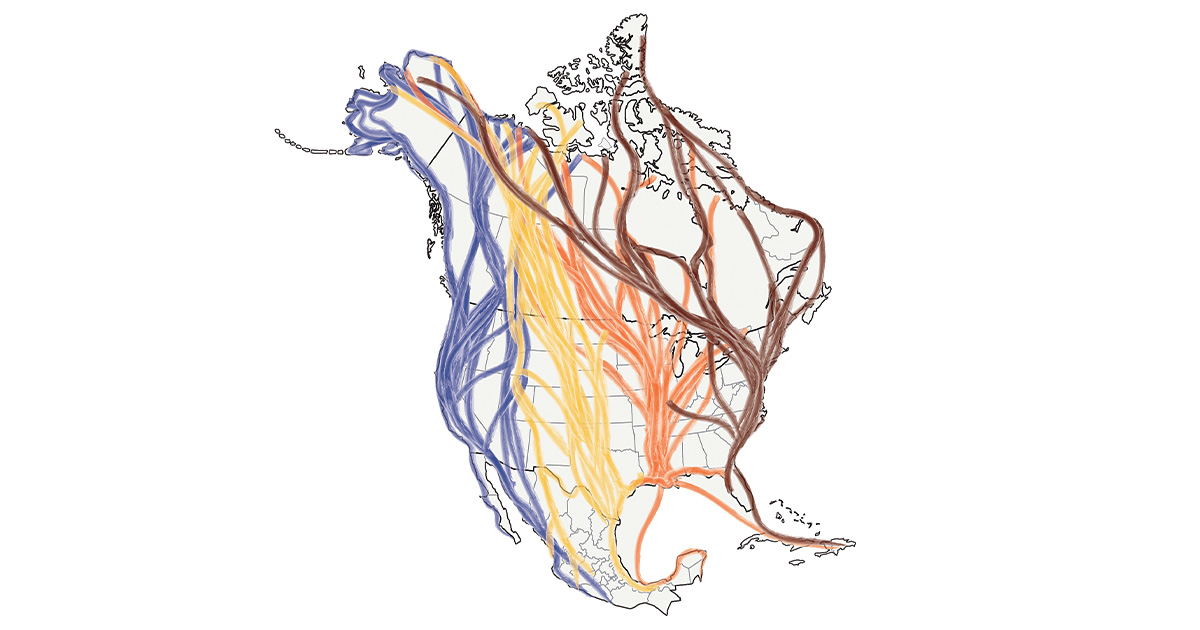 Image for Highways In The Sky: The North American Flyways