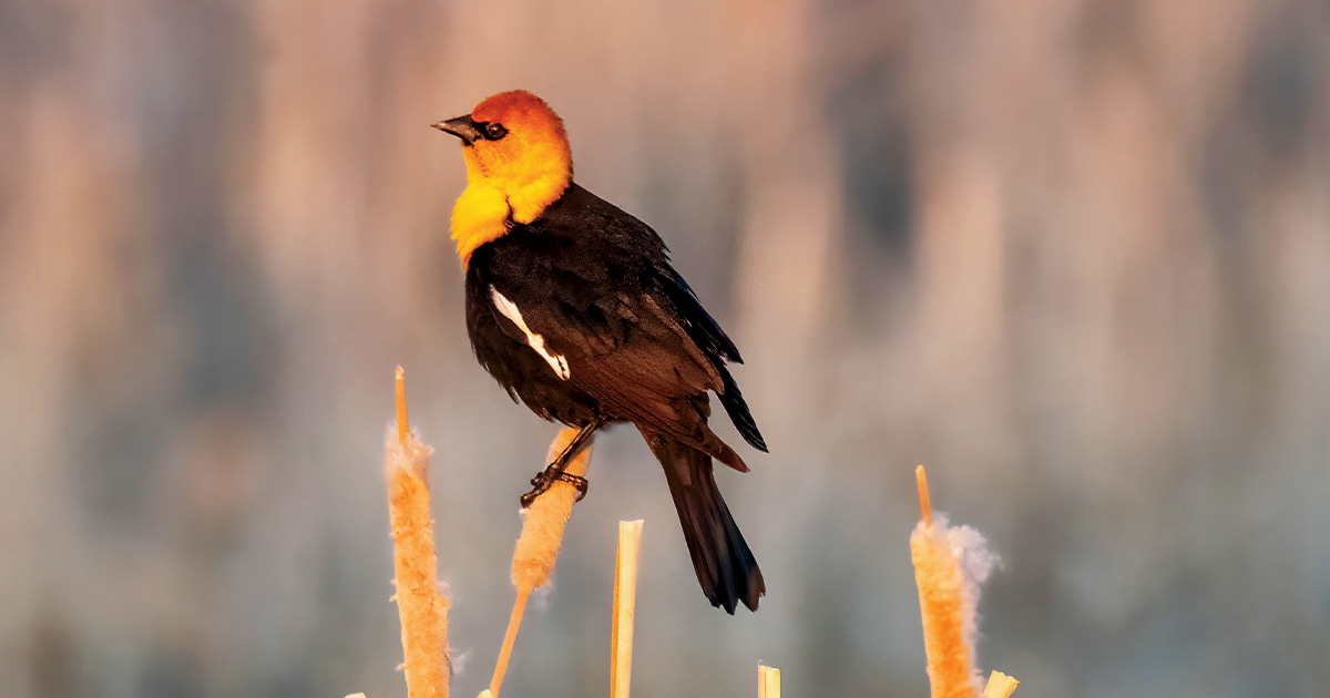 Yellow-headed blackbird. Photo by Ryan Campbell