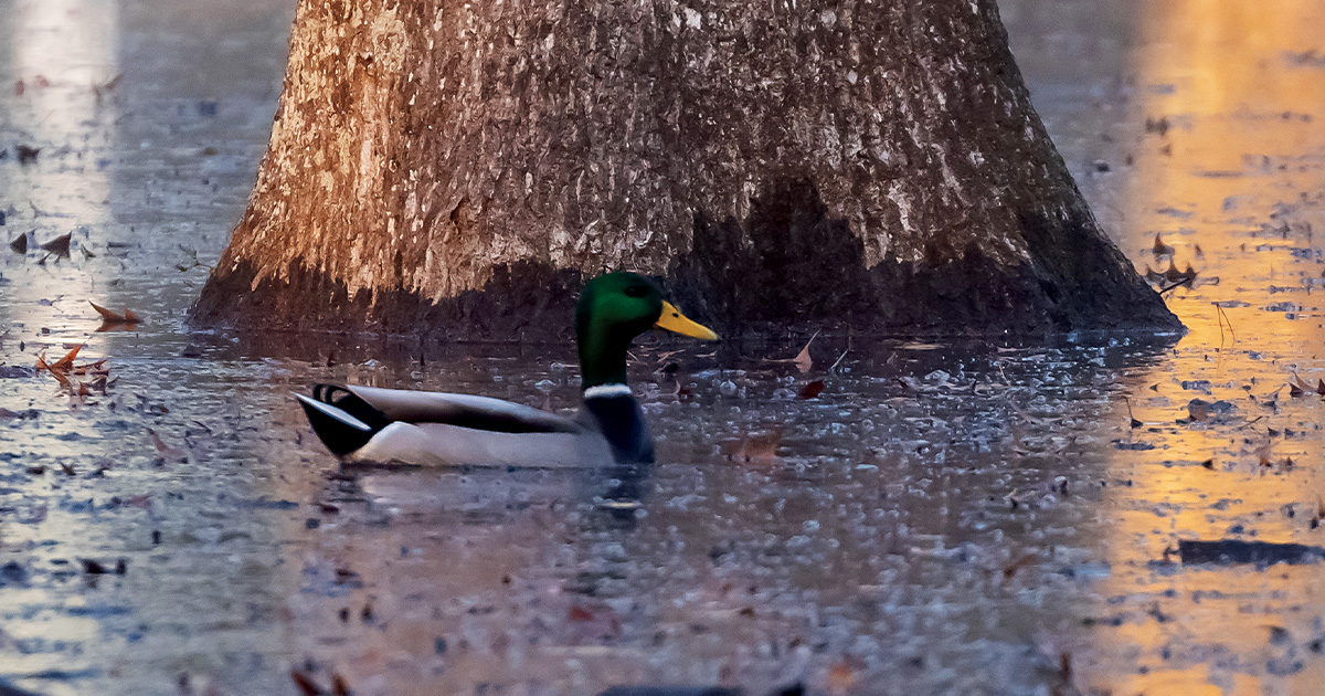 Reforesting the Flyway