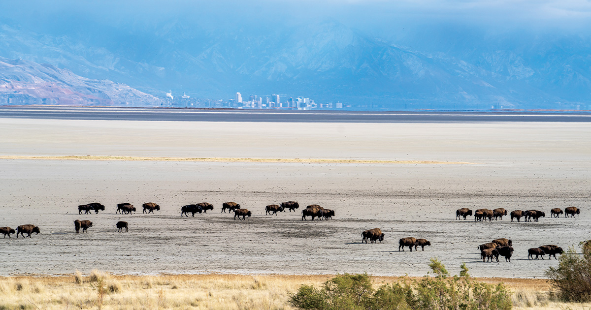 Image for Rescuing the Great Salt Lake