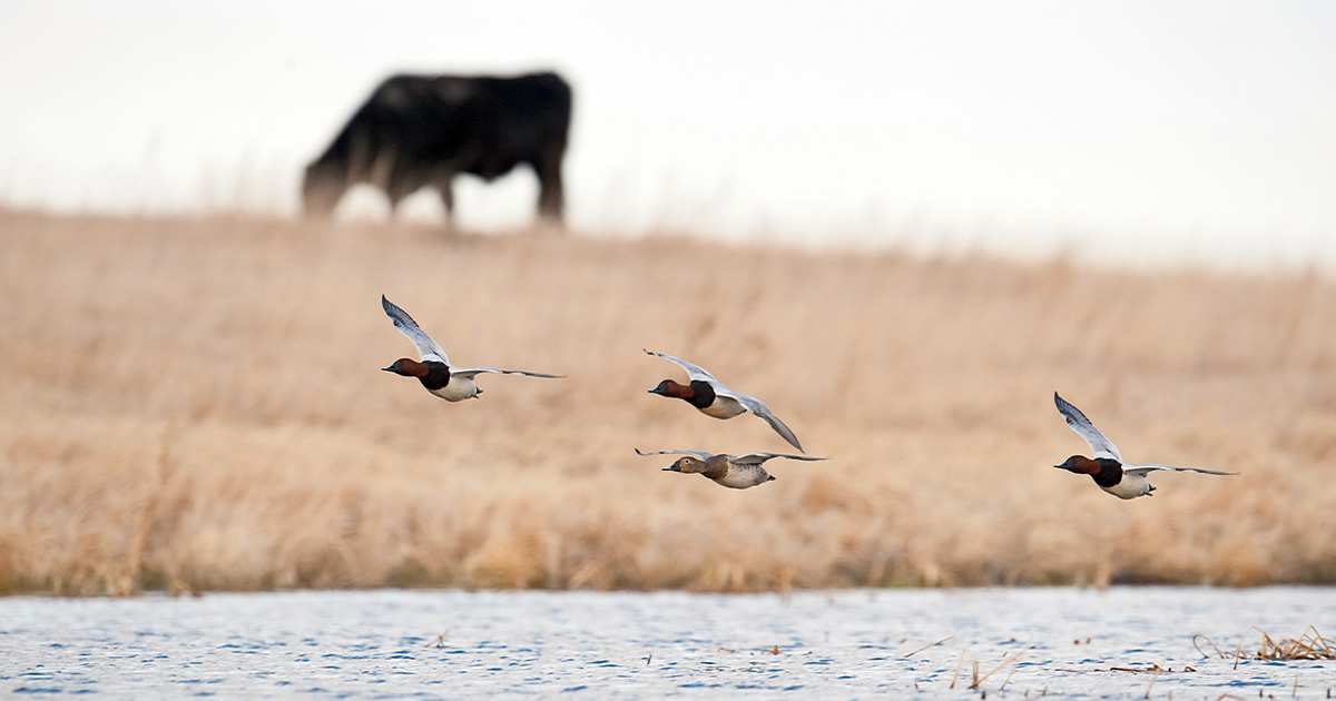 Image for Conservation: The Cattle Connection