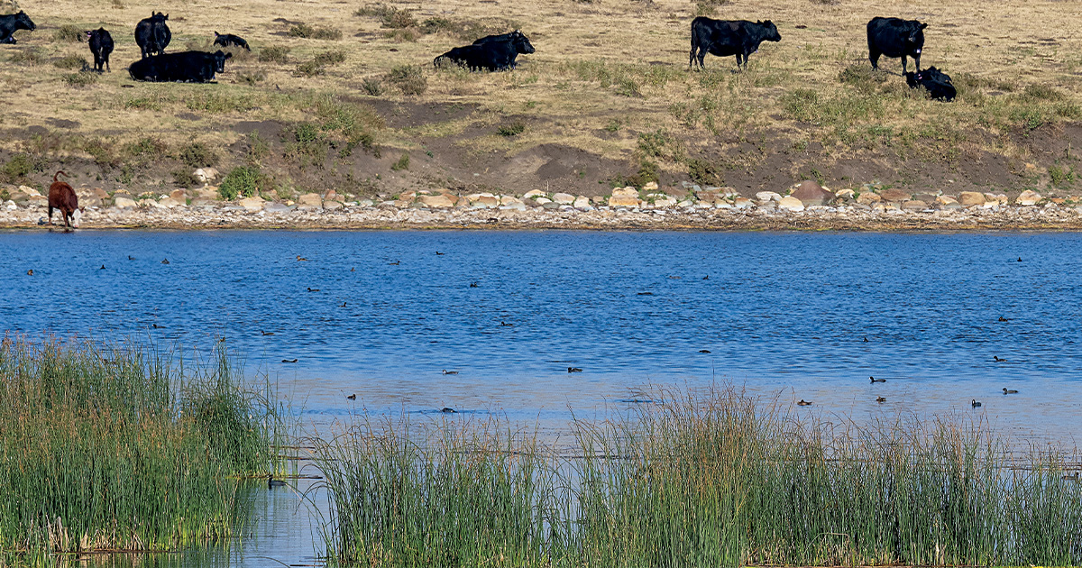 UpClosePhoto.com_cattle.jpg