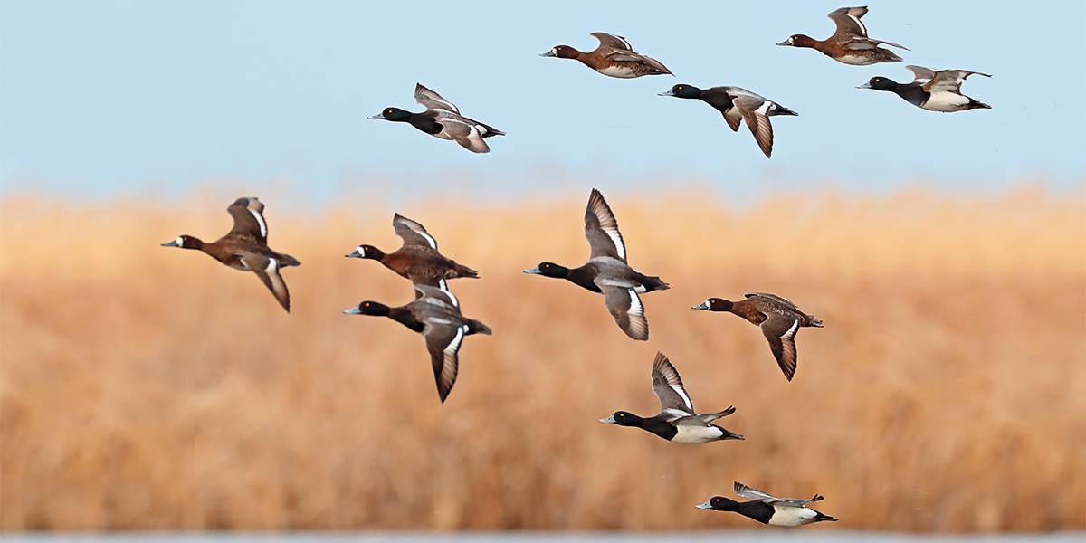 garykramer.net_edit (1).jpg