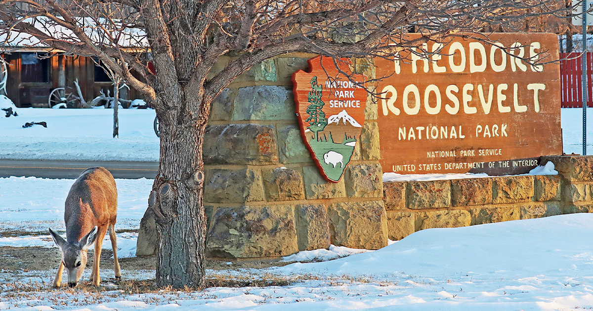 Theodore Roosevelt and the Fight to Save America’s Wildlife