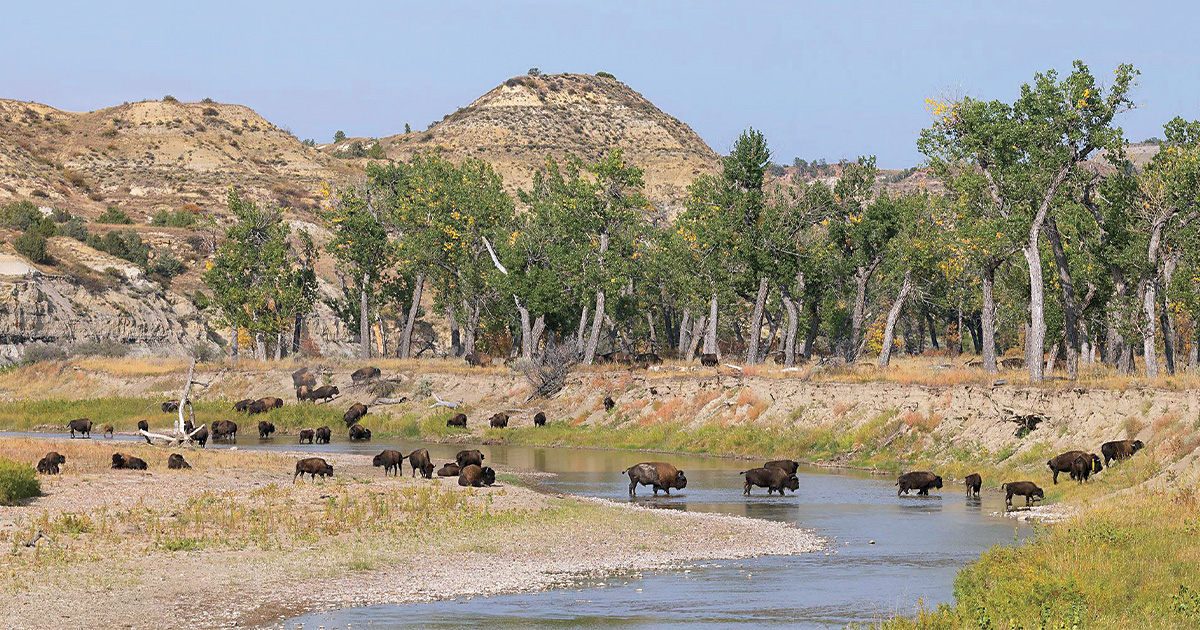 Theodore Roosevelt and the Fight to Save America’s Wildlife