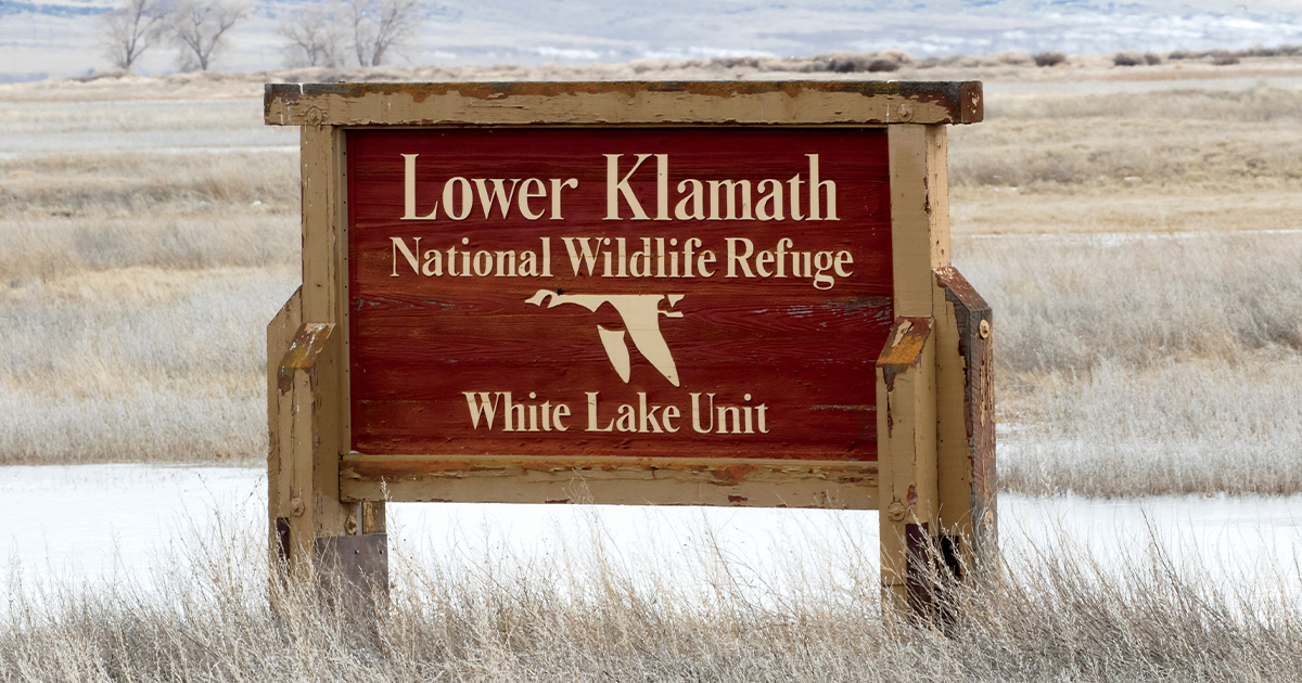 Theodore Roosevelt and the Fight to Save America’s Wildlife