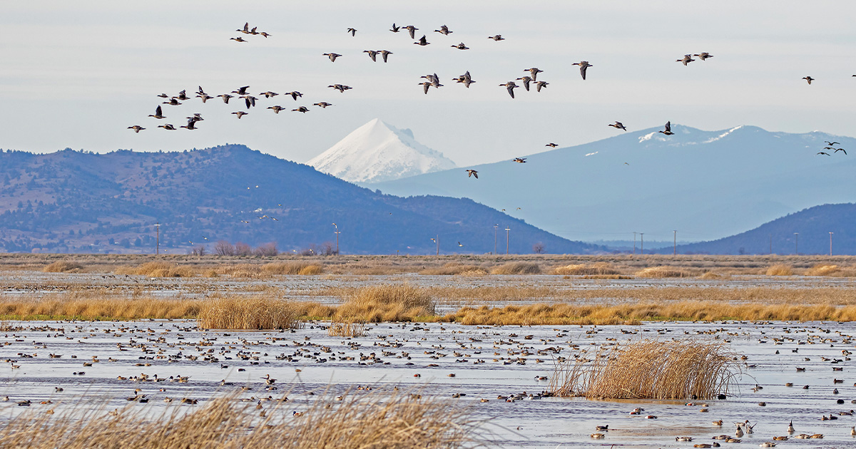 Theodore Roosevelt and the Fight to Save America’s Wildlife