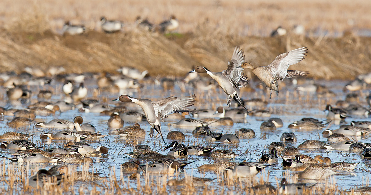 Conservation: Making Every Drop Count