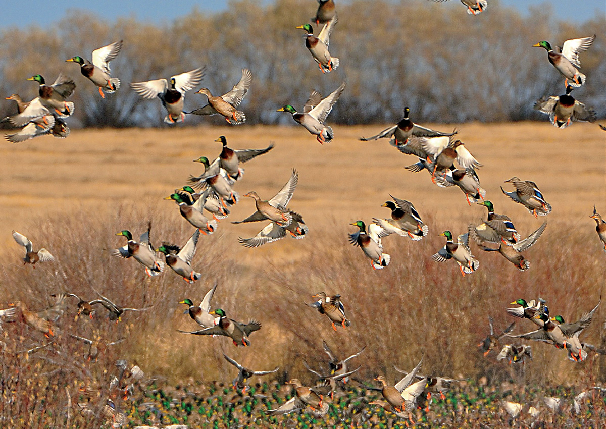 Flock of mallards in prairie pothole. Photo by Lee Thomas Kjos