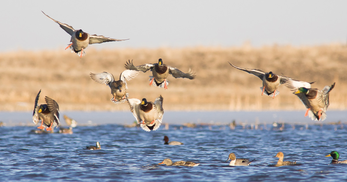 Image for Waterfowl Season Outlook: Mallards are Down, Habitat is Hope