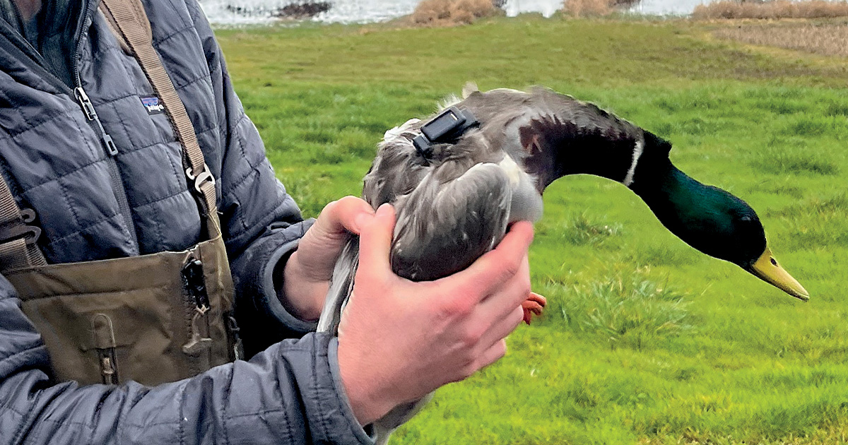 Waterfowl Conservation’s Last Frontier